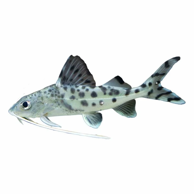 - Teething and chewing toys for puppiesPictus Catfish (5cm)