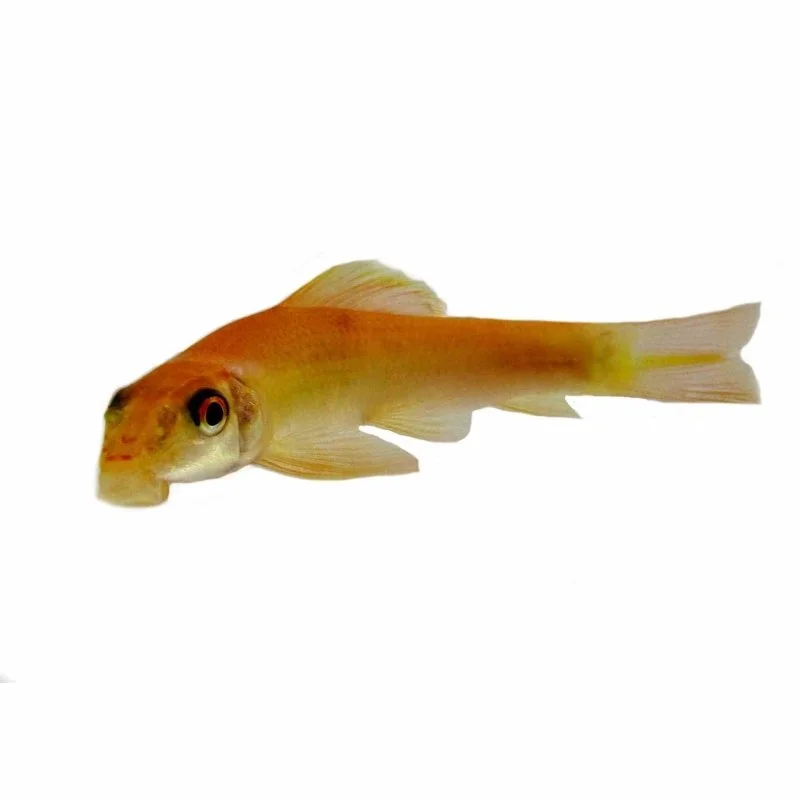 Pet ProductsGolden Sucking Catfish (7cm)